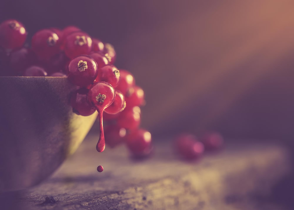 静物摄影,鲜花一生的故事怎么写 静物花卉摄影作品欣赏图2