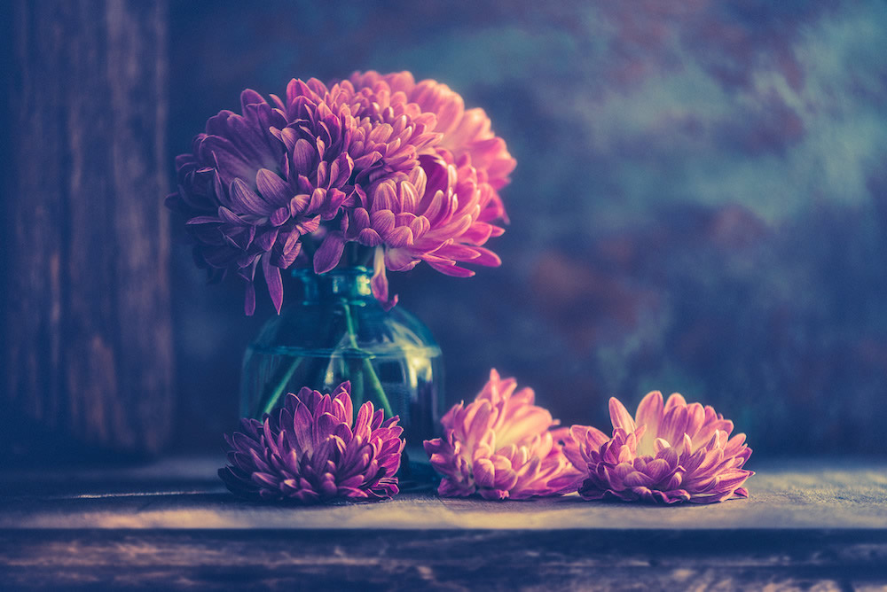 静物摄影,鲜花一生的故事怎么写 静物花卉摄影作品欣赏