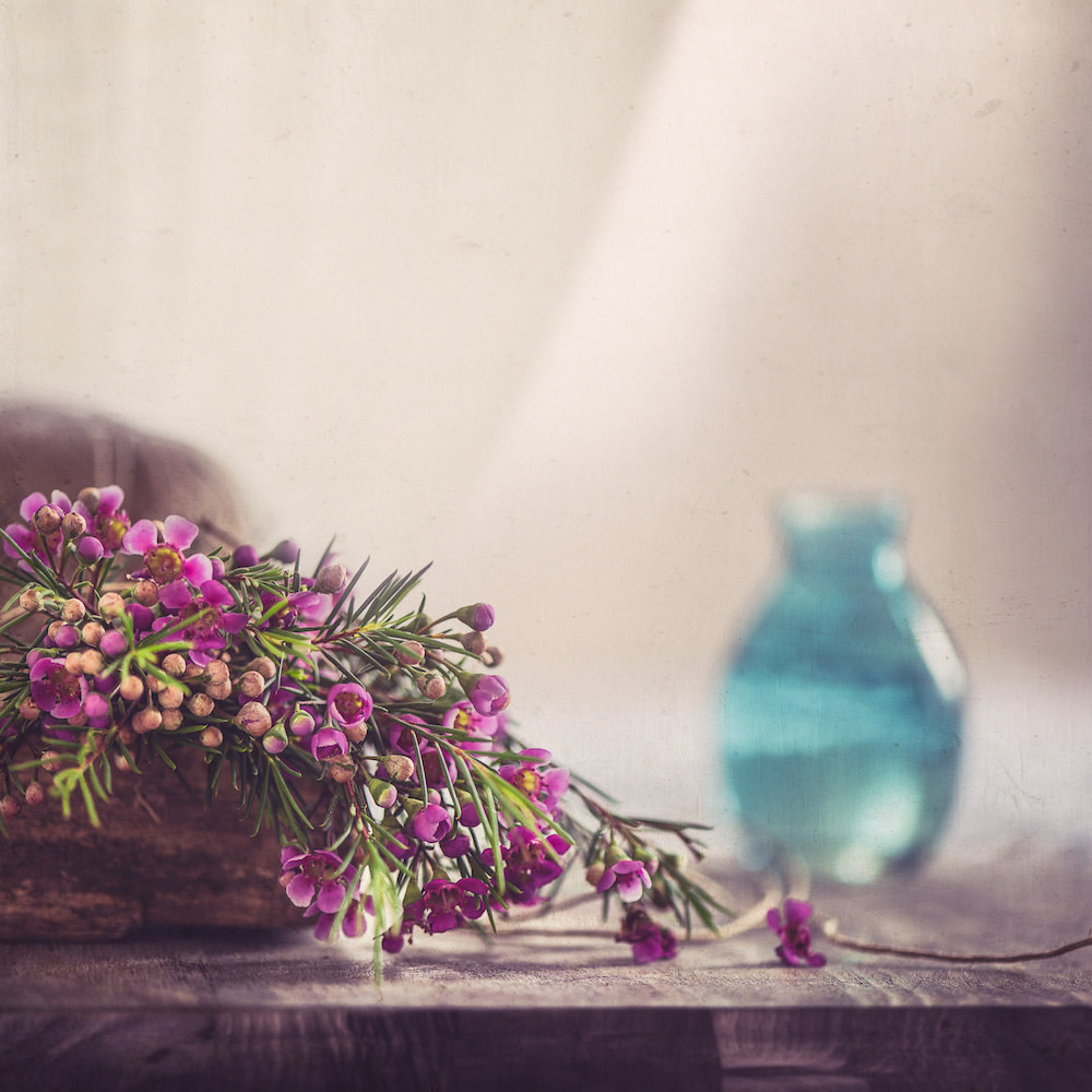 静物摄影,鲜花一生的故事怎么写 静物花卉摄影作品欣赏