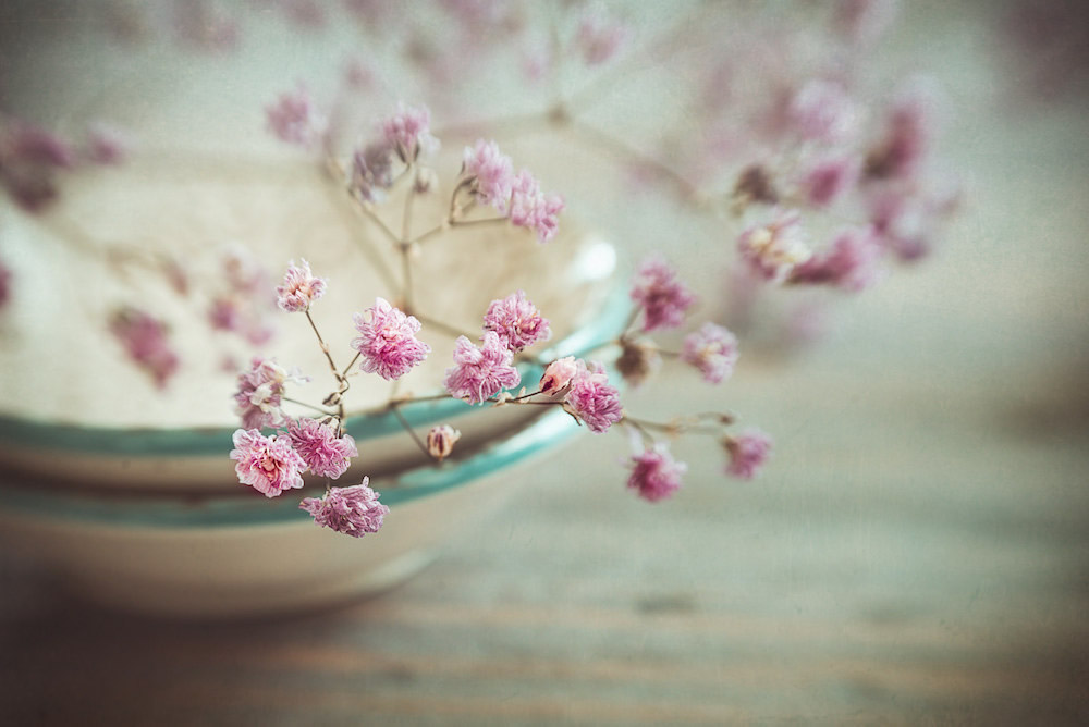 静物摄影,鲜花一生的故事怎么写 静物花卉摄影作品欣赏