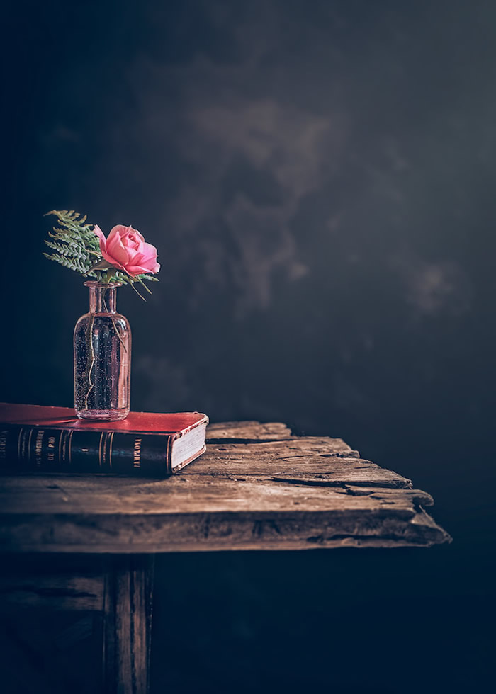 静物摄影,鲜花一生的故事怎么写 静物花卉摄影作品欣赏