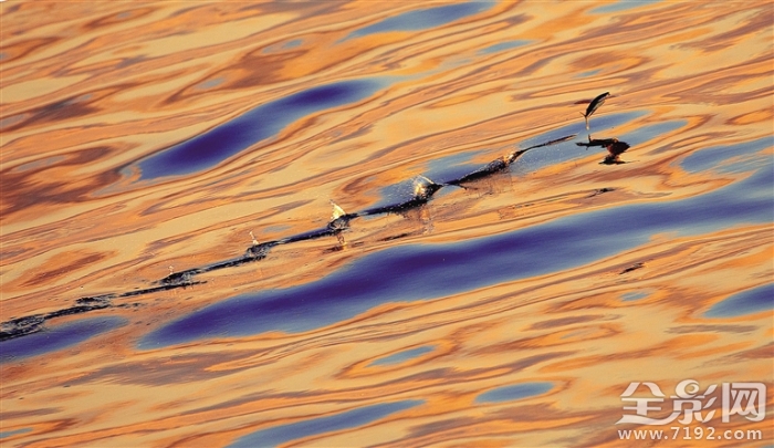 南海会飞的鱼 因为南海有飞鱼,我们才会在此相聚