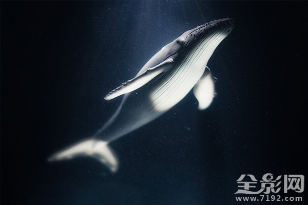 摄影师足不出户拍摄海洋生物走红的视频 拍摄海洋的摄影师图1