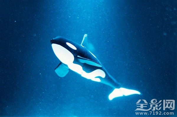 摄影师足不出户拍摄海洋生物走红的视频 拍摄海洋的摄影师图2