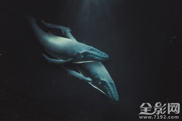 摄影师足不出户拍摄海洋生物走红的视频 拍摄海洋的摄影师