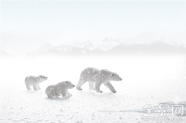 摄影师足不出户拍摄海洋生物走红的视频 拍摄海洋的摄影师