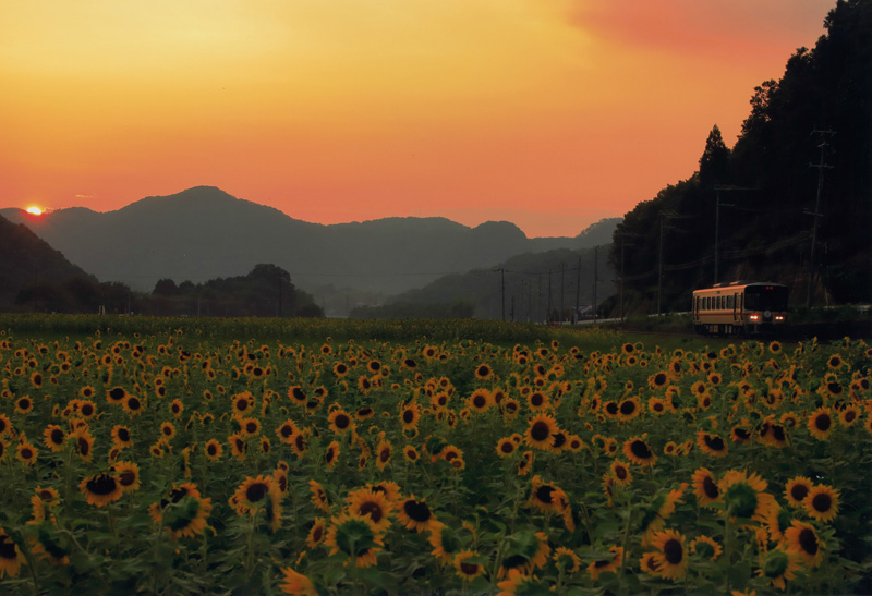 日本摄影比赛有哪些 日本优秀摄影作品