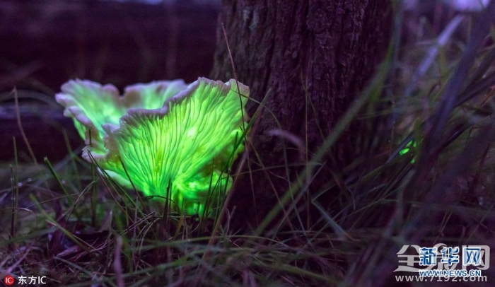 蘑菇拍摄用光技巧 发光蘑菇发光的原因
