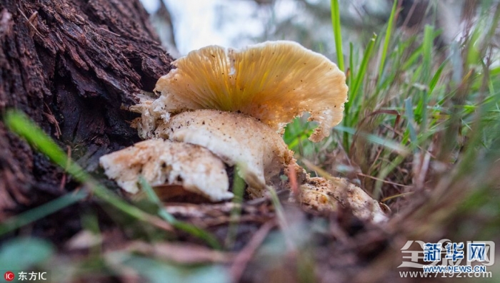 蘑菇拍摄用光技巧 发光蘑菇发光的原因
