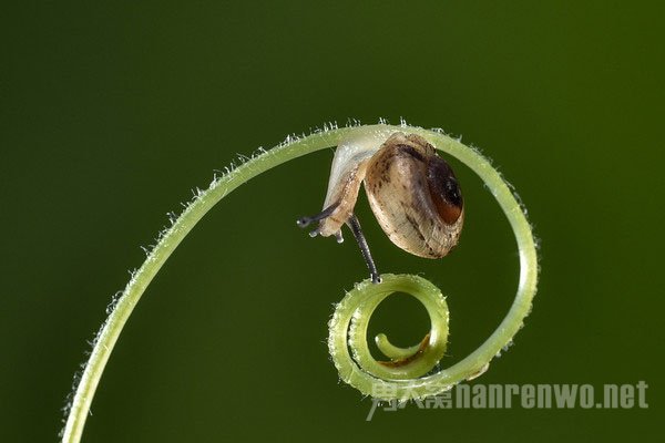 摄影技巧 足不出户也能轻松拍出微距大片吗 微距怎么拍好看图2