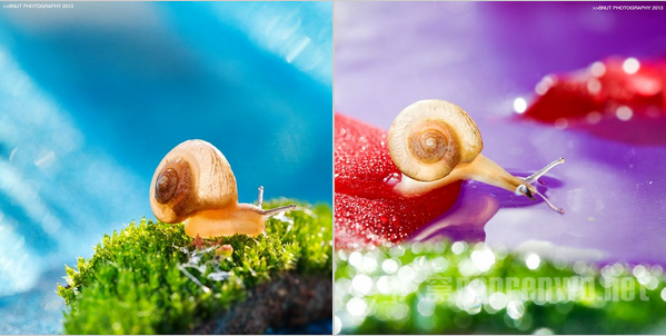 摄影技巧 足不出户也能轻松拍出微距大片吗 微距怎么拍好看图3