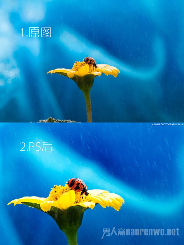 摄影技巧 足不出户也能轻松拍出微距大片吗 微距怎么拍好看