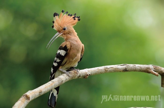 如何让鸟飞 如何让鸟学会飞图3