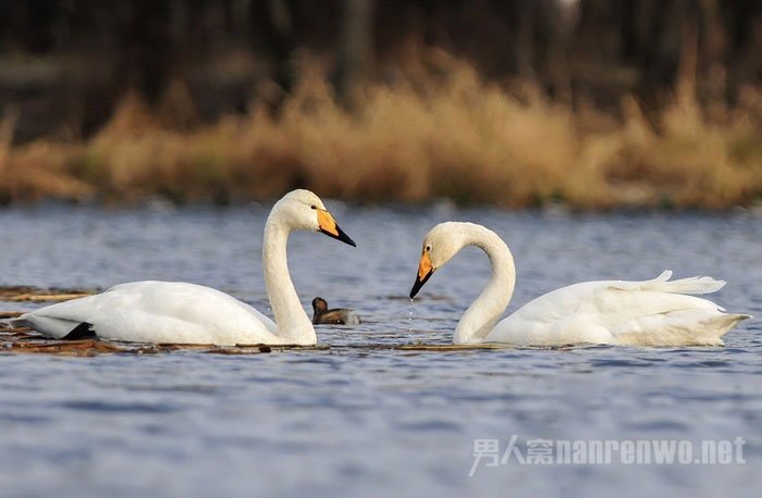 如何让鸟飞 如何让鸟学会飞