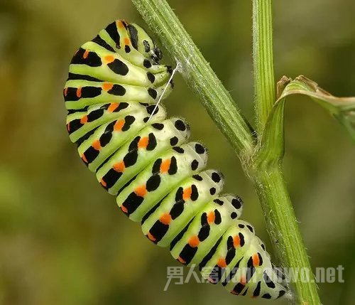 微距拍昆虫技巧 微距拍摄昆虫用多大光圈图3