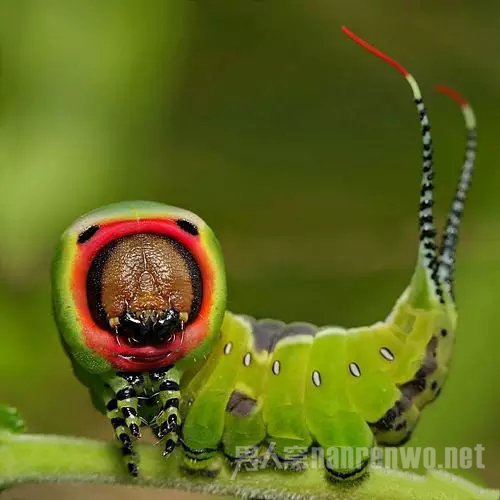 微距拍昆虫技巧 微距拍摄昆虫用多大光圈