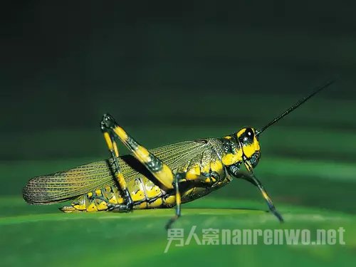 微距拍昆虫技巧 微距拍摄昆虫用多大光圈