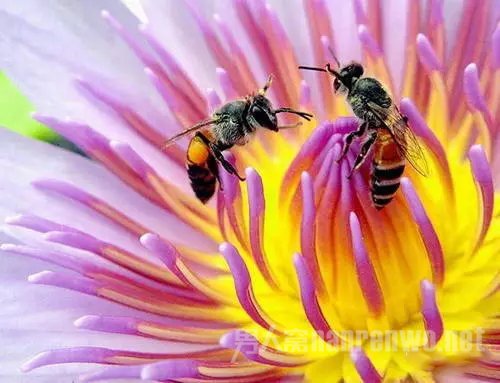 微距拍昆虫技巧 微距拍摄昆虫用多大光圈