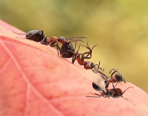 放大的世界真奇妙 微距摄影全靠这些技巧了 微距是放大多少倍图1