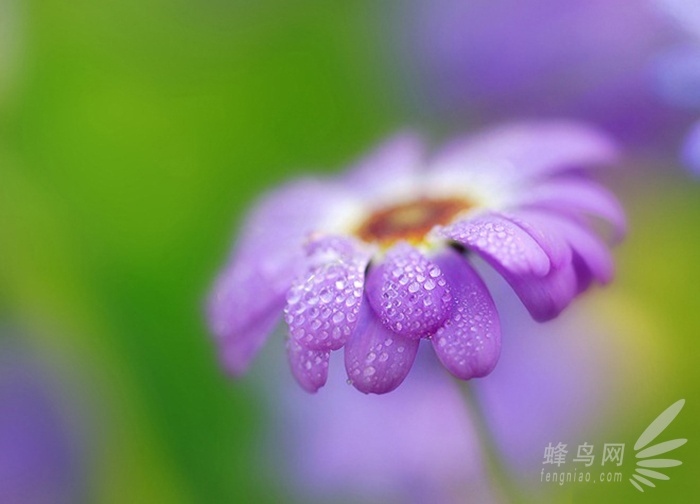 放大的世界真奇妙 微距摄影全靠这些技巧了 微距是放大多少倍