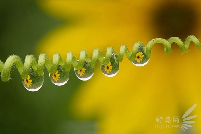 放大的世界真奇妙 微距摄影全靠这些技巧了 微距是放大多少倍
