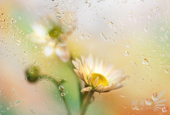 放大的世界真奇妙 微距摄影全靠这些技巧了 微距是放大多少倍