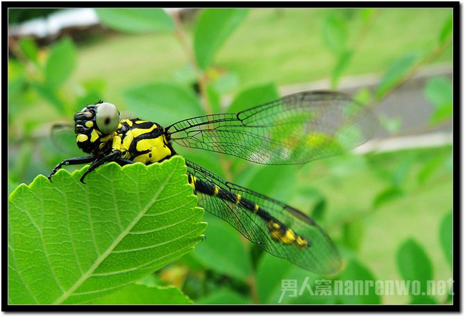微距镜头的五大使用迷思汇总分析 微距镜头的使用技巧