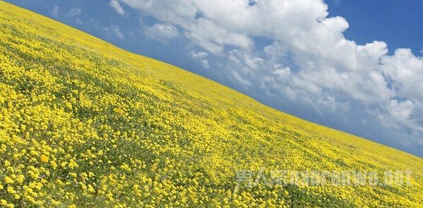 再看前面那幅画 再看这是什么