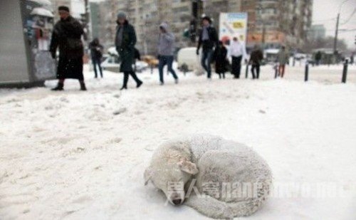 美丽雪景拍摄技巧全知道视频 雪景如何拍摄才有创意图2