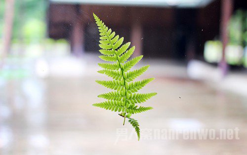 摄影入门镜头怎么选 新手入门镜头的选择图3