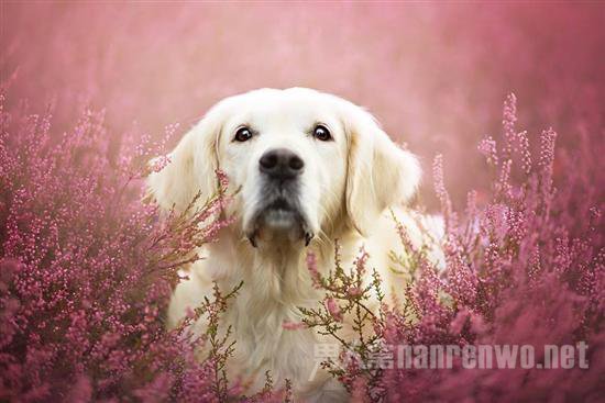 汪星人宠物服务 汪星人宠物医院图1