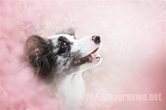 汪星人宠物服务 汪星人宠物医院图2