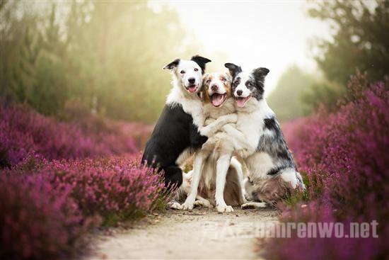 汪星人宠物服务 汪星人宠物医院图3