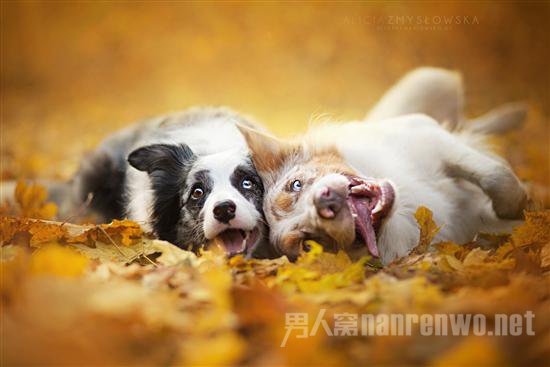 汪星人宠物服务 汪星人宠物医院