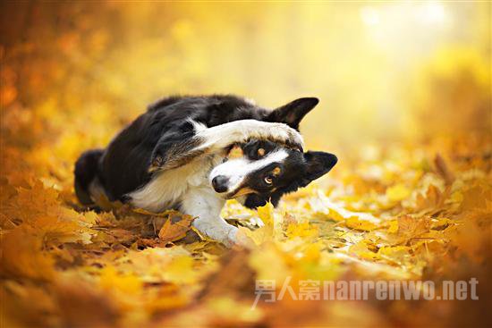 汪星人宠物服务 汪星人宠物医院