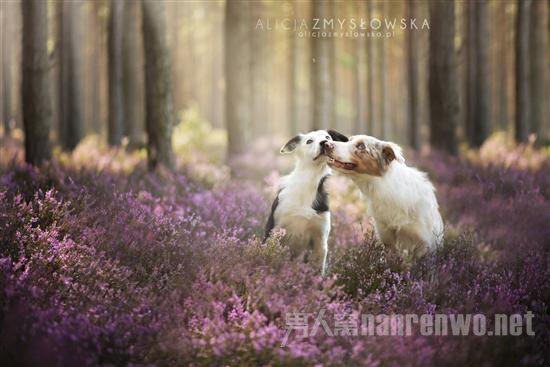汪星人宠物服务 汪星人宠物医院