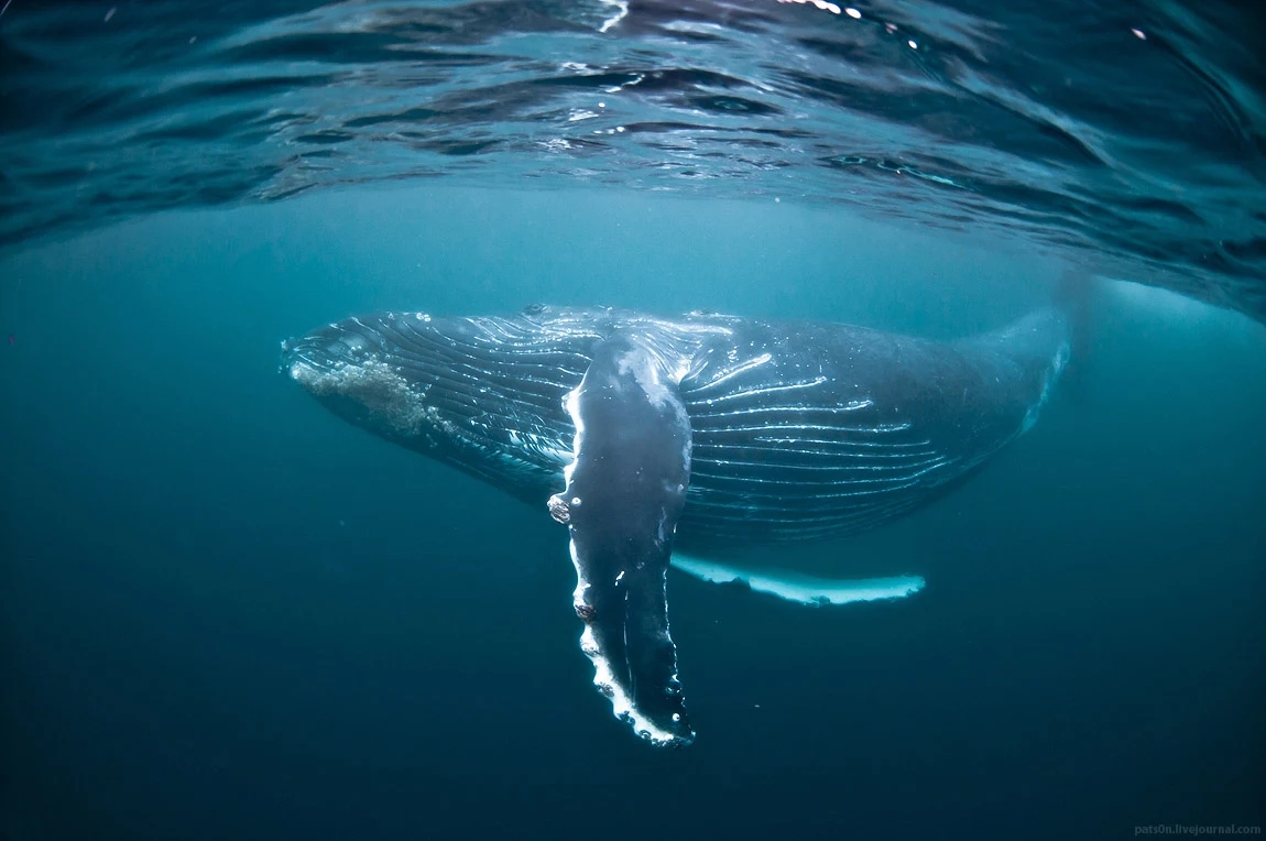 水蓝色星球上的最后一片净土 水蓝色星球五线谱