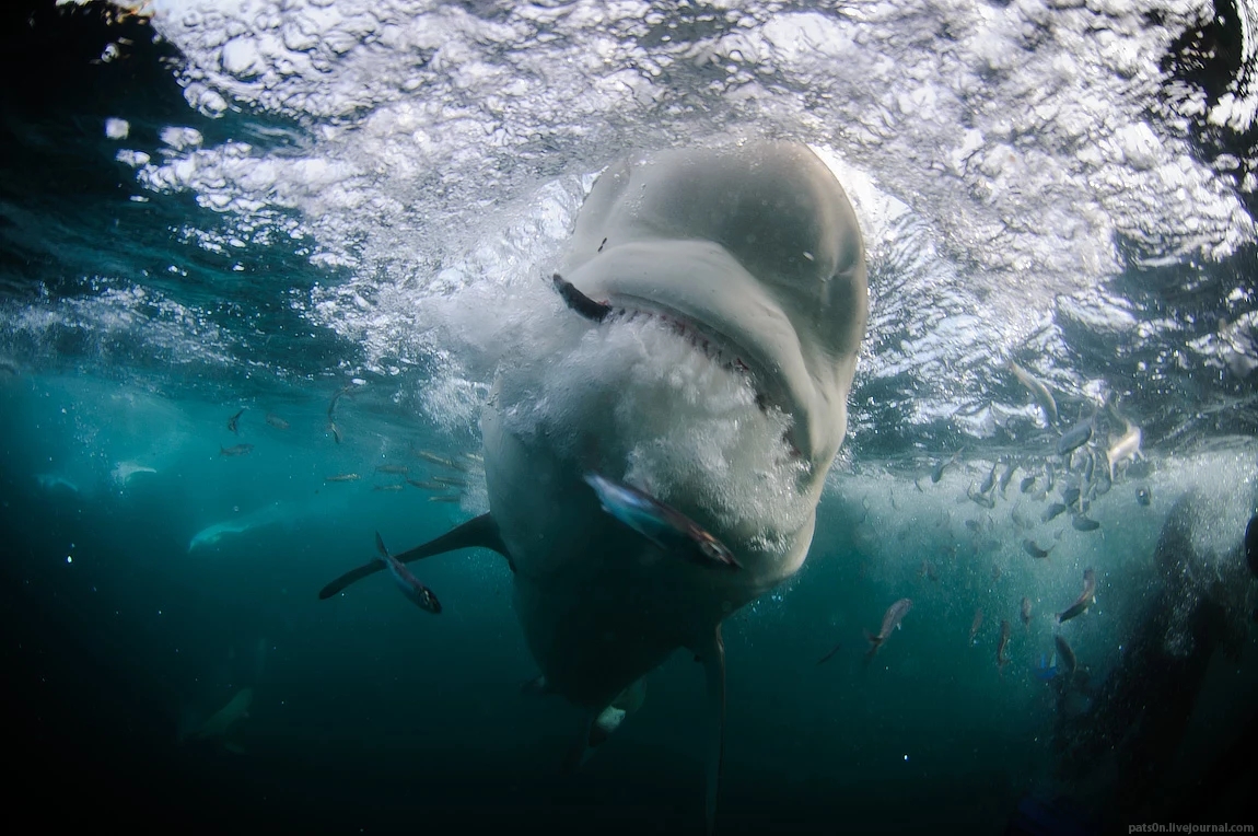 水蓝色星球上的最后一片净土 水蓝色星球五线谱