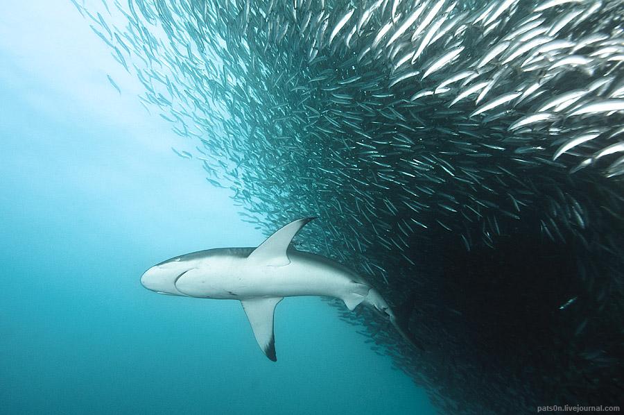 水蓝色星球上的最后一片净土 水蓝色星球五线谱