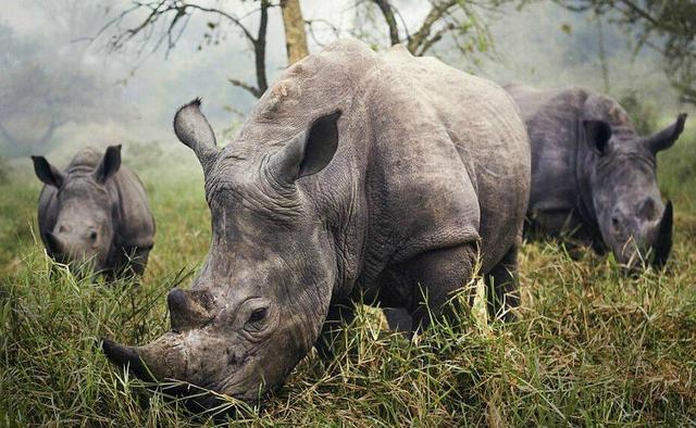 2020美国国家地理全球摄影大赛 美国国家地理摄影获奖作品