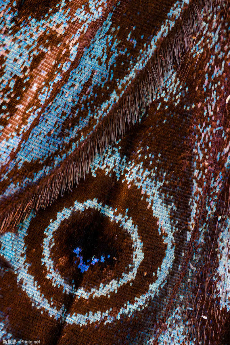 真实蝴蝶翅膀拼贴画 制作蝴蝶翅膀