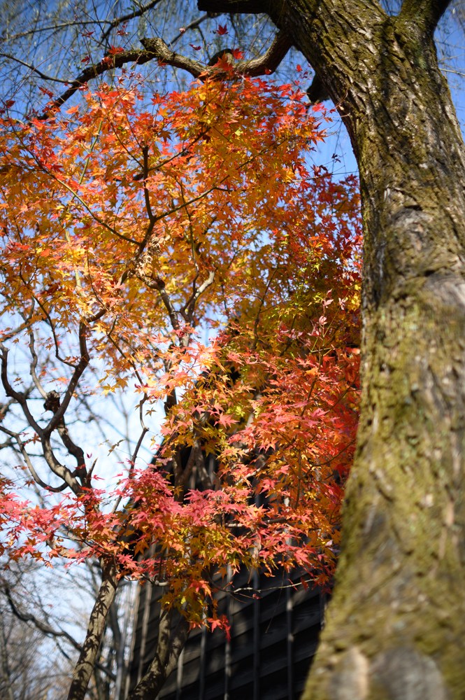 尼康z6转接镜头推荐 尼康z6转接环接其它镜头方便吗图2