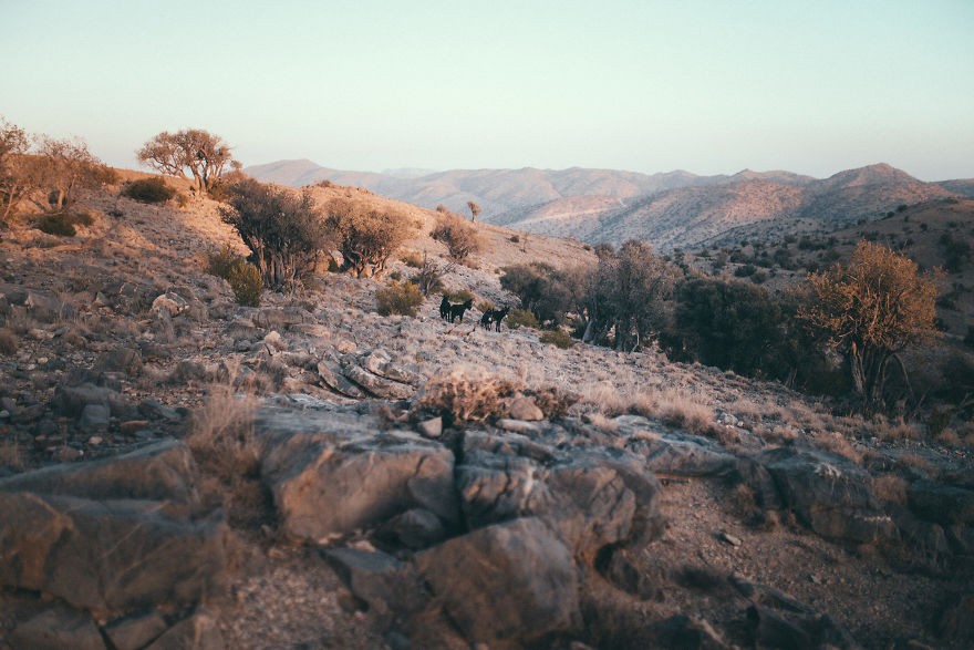 阿曼-荒野之美在线观看 阿勃荒野