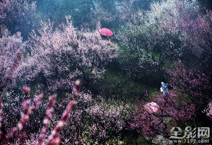 南京古林公园踏雪赏梅图片 南京古林公园门票价格图1