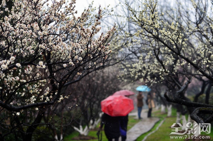 南京古林公园踏雪赏梅图片 南京古林公园门票价格图2