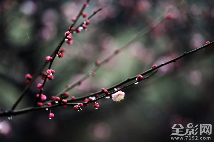 南京古林公园踏雪赏梅图片 南京古林公园门票价格图3