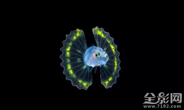 地平线以下是什么 地平线以下的国家