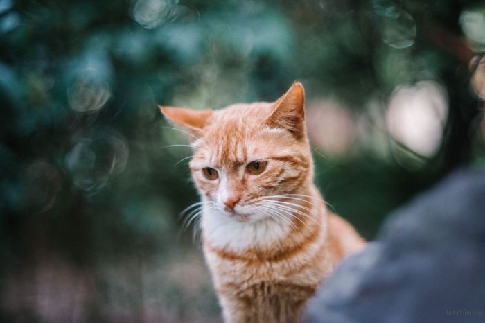 了解镜头基础知识 为什么你拍的照片不够锐利 相机拍出来的照片不够锐图2