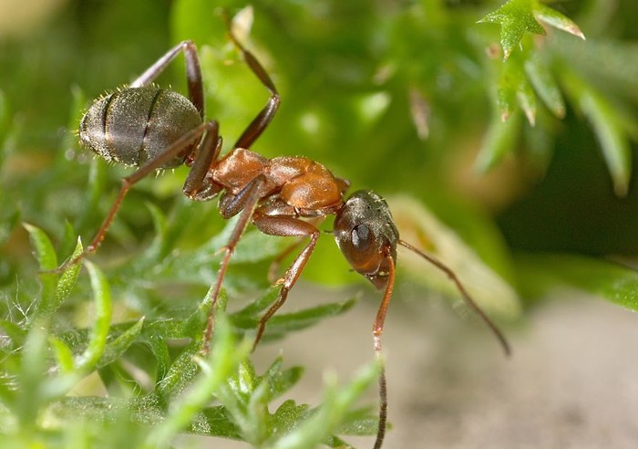50mm镜头改微距镜头 18-55镜头升级什么好