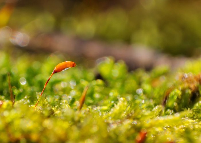 50mm镜头改微距镜头 18-55镜头升级什么好